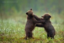 magicalnaturetour:  Smack! Photo by Marsel van Oosten