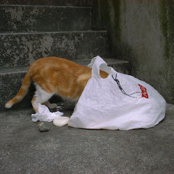 Ginger in a bag