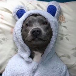 awwww-cute:  Cute pitbull after bath time (Source: http://ift.tt/1iGaaDr)