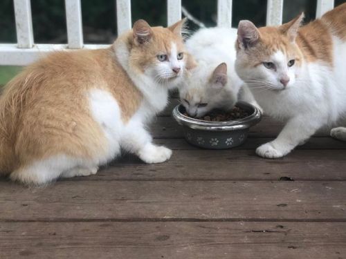 <p>Happy #internationalcatday from our four hooligans. You may remember, Buster is the OG - we actually chose to bring him here on purpose. The Creamsicle Kids just sort of appeared over time. Side effect of living toward the end of a country road. But we love them all just the same. As you can tell from the two separate bowls, they don’t love each other all the same. But world peace doesn’t happen overnight. #buster #gretsch #gretchen #leohickman #orangeandwhitecats #blackandwhitecat  (at Fiddlestar)<br/>
<a href="https://www.instagram.com/p/B05-oIcBbHb/?igshid=pzj6s5sbl8l7">https://www.instagram.com/p/B05-oIcBbHb/?igshid=pzj6s5sbl8l7</a></p>