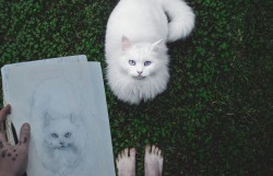 coltre:  sabrinaolivka:  OMG IS THIS THE SAME MAGIC CAT AS BEFORE??