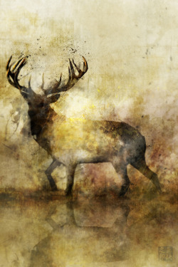 eatsleepdraw:  Ken RokoCalm Deer 04: Giclee Fine Art Print 13x19Please