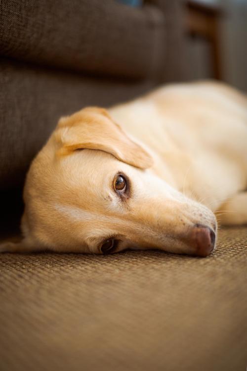 labrador-overload:Such a kind soul!