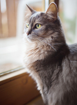 photogenicfelines:  (Sharizah)