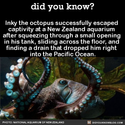 did-you-kno:  Inky the octopus successfully escaped  captivity