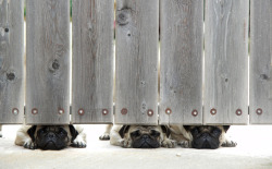 fuckyeahdogs:  Peeping Dogs 3 (by Reno Osmond) 
