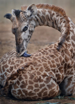 sdzoo:   	Spot remover by Ion    Moe    	A one month old giraffe