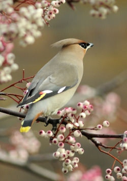 outdoormagic:  Bohemian Waxwing (Bombycilla garrulus) by William