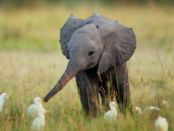  hello small feathered things i am a baby elephant it is nice