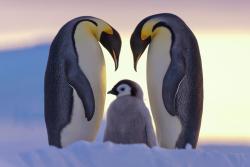 nubbsgalore:  Emperor penguin chicks in Antarctica’s Snow Hill