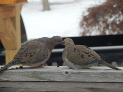 wrenart:mourning dove smooches (2.09.2015)