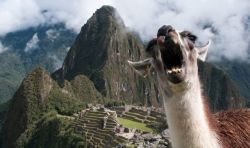 thefrogman:  Llama at Machu Pichu by Erica Kuschel [website |