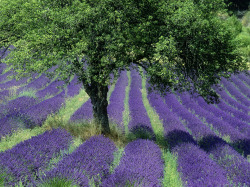 tangledwing:  Lavender field, Provence, France.