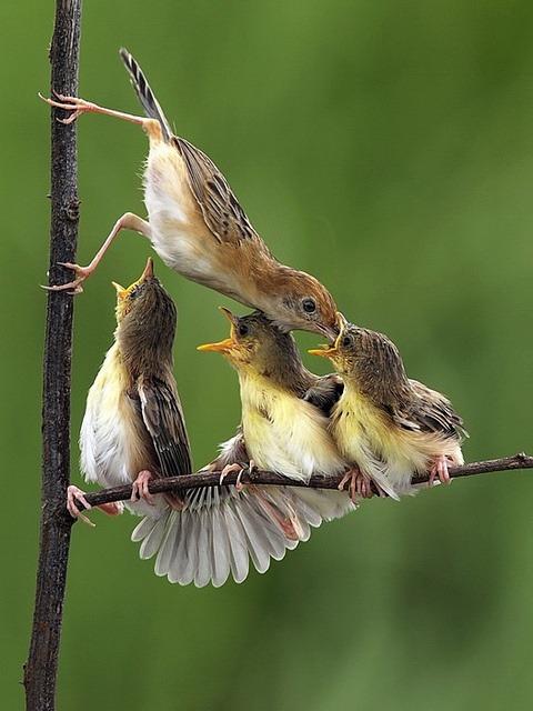 Dinnertime at the Twig Café