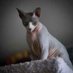 hairless-hugo:  Huuuuuuuugooooooo