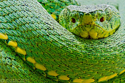 earthlynation:  Two-striped Forest-Pitviper (Bothriopsis bilineata)