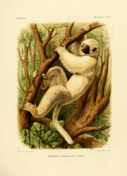 wapiti3:  Natural history, natural, and political Madagascar;