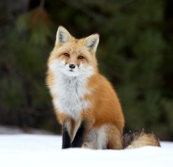 beautiful-wildlife:Poser by Megan LorenzRed Fox in Algonquin