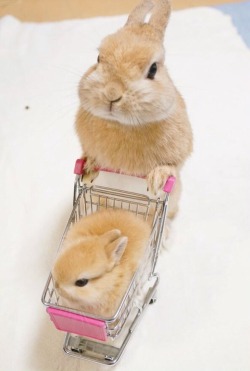 babyanimalgifs:  Going grocery shopping