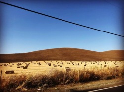 East county hills. #summertime #hay #blueskies #eastcounty  (at