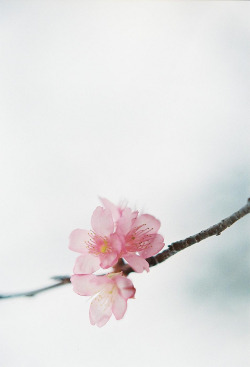 The true essence of Sakura’s beauty is in its simplicity.