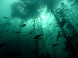 arswiss:  No but seriously, looks how beautiful kelp forests