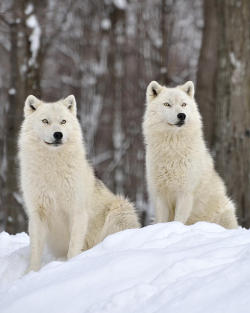 beautiful-wildlife:  The Alpha Pair by Joshua McCullough 