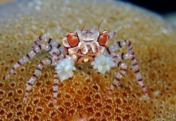 sixpenceee:  Lybia tessellata is a species of small crab that