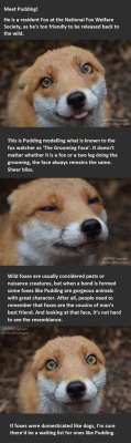 funnyandhilarious:  Foxes Are Misunderstood Creatures »