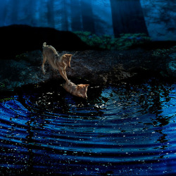 her-wolf: Bridge over troubled water Junge Wölfe, Zoo, Arth-Goldau,