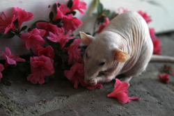rats-enshrined:  “stop to smell the flowers” 
