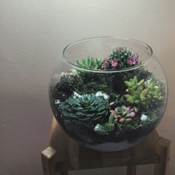 lefttowither:  Latest terrarium I made. Always love feedback!