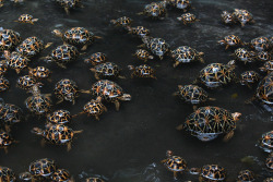 :  Star tortoises in east Bengal, eastern India. In one of the