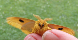 britsnana2:  6/12/15 Lepidoptera - Automeris Species io (Io Moth