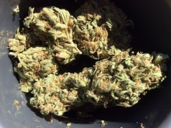 bobbyweedlover:  ganja stuff grass pot stoner 420 cannabis weed
