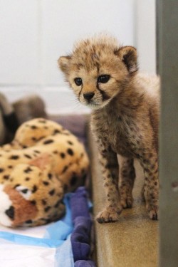 Baby Animal Posts