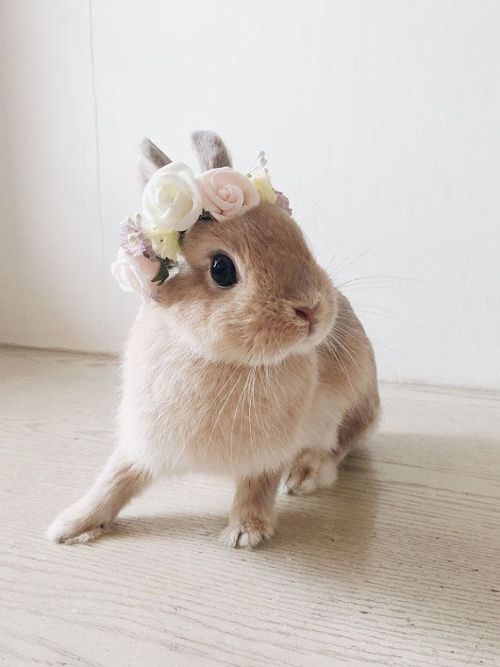 ainawgsd: Bunnies With Flower Crowns