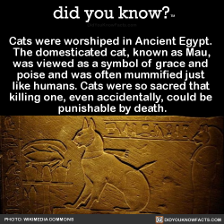did-you-kno:  Cats were worshiped in Ancient Egypt.  The domesticated