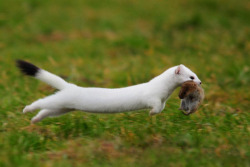 thepredatorblog:  animalics:  A White weasel running with his