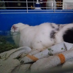 How he fell asleep. #BunnyLife #Bunnies #InstaBunnies