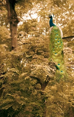 funkysafari:  Peacock, Nehru Zoological Park by Hus9