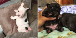 alxbngala:  THIC FAT BABY FRENCHIES MASTER POST [X/X] 