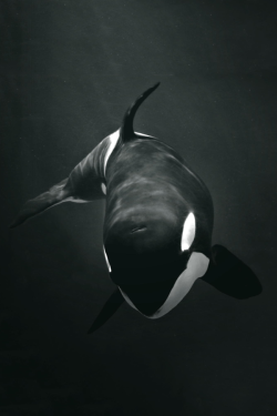 brazenbvll:  Killer Whale → (©)   orcas are so cool. 