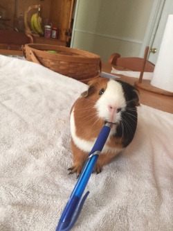 hubert-the-guinea-pig:  The Battles of Hubert: Hubert vs. pen