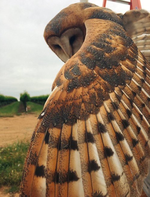 sixpenceee:   Barn owl displays feathers               