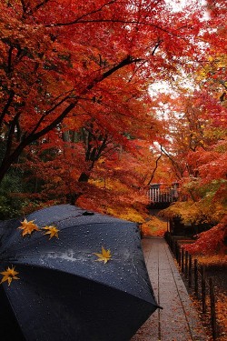 pluviobrew:  Autumn - Day 7   @WeHeartIt 