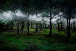 culturenlifestyle:  Mystical Photos of Illuminated Forests in