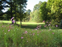 jupiterjuniper:  Hollyhock