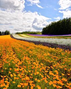 cedorsey:Flower Field In Farm Tomita  by CapkaiedaFind more like