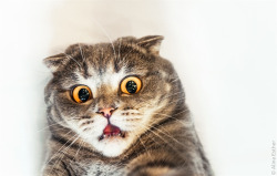 coffeenuts:  Surprise by Alina Esther - http://ift.tt/1IxZLTi